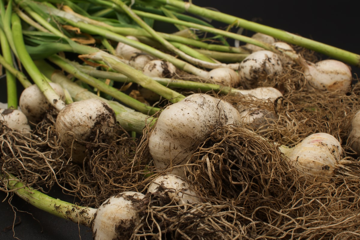 Polvo de cúrcuma antiinflamatorio